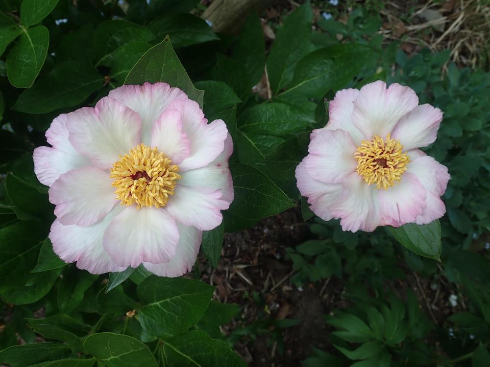 Photo of Peony (Paeonia 'Tranquil Dove') uploaded by Vals_Garden