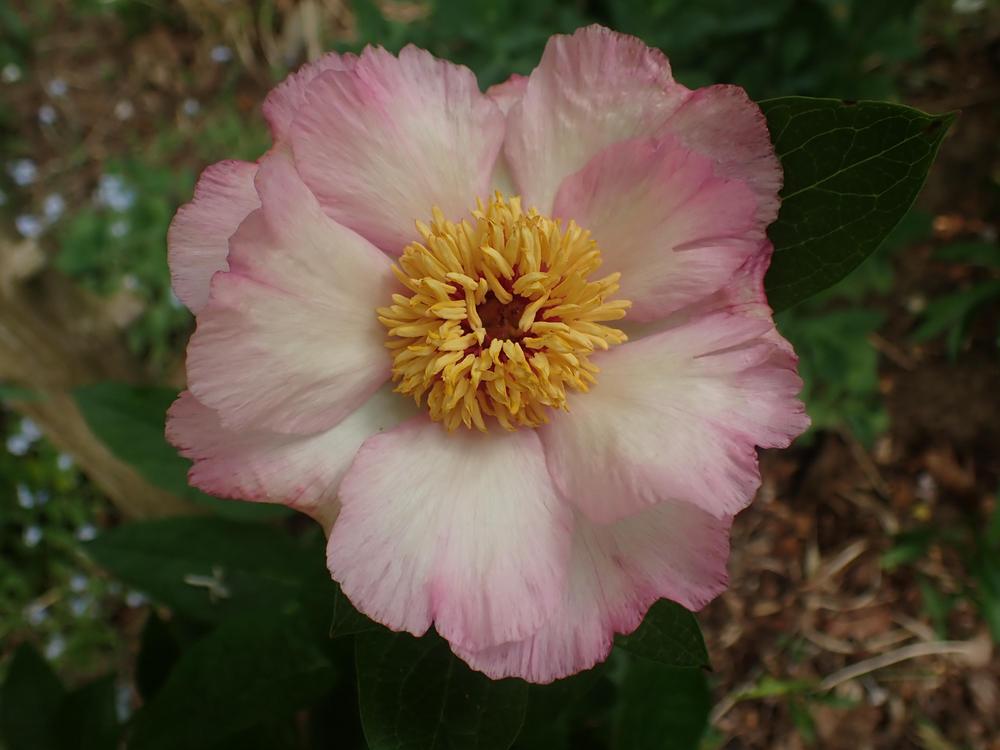 Photo of Peony (Paeonia 'Tranquil Dove') uploaded by Vals_Garden