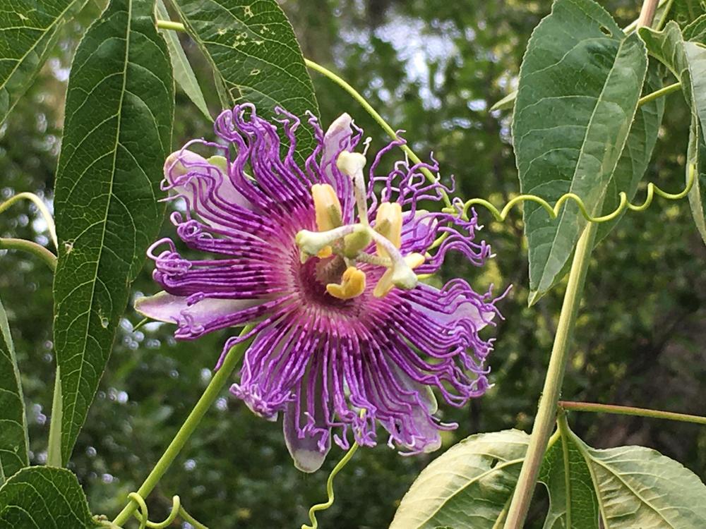 Photo of Maypop (Passiflora incarnata) uploaded by antsinmypants