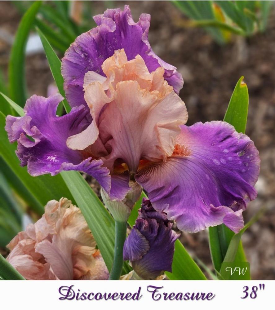 Photo of Tall Bearded Iris (Iris 'Discovered Treasure') uploaded by vwekamp