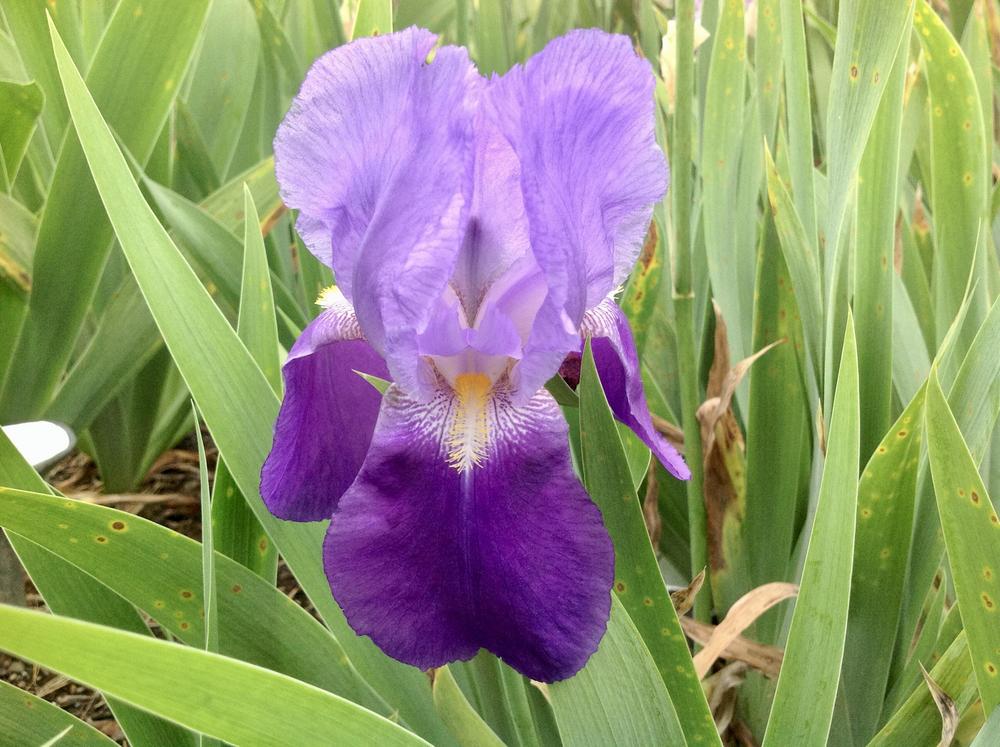 Photo of Tall Bearded Iris (Iris 'Autumn King') uploaded by Davepote