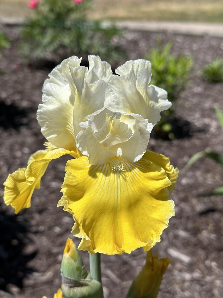 Photo of Tall Bearded Iris (Iris 'Lemon Cloud') uploaded by Heavenly
