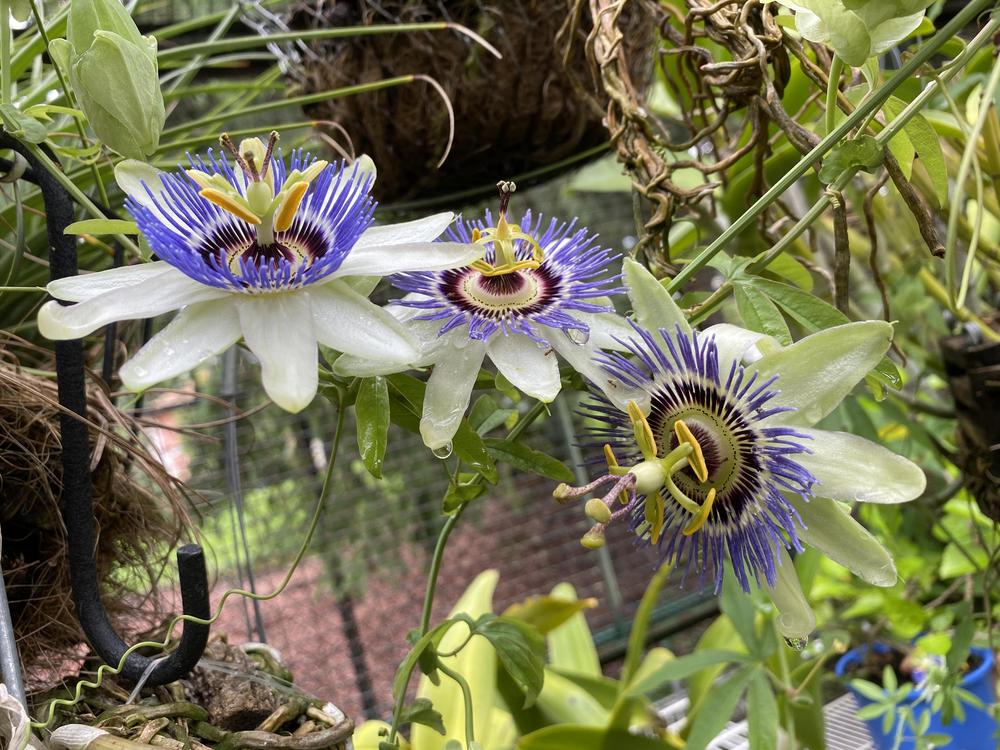 Photo of Passion Flower (Passiflora) uploaded by Ursula