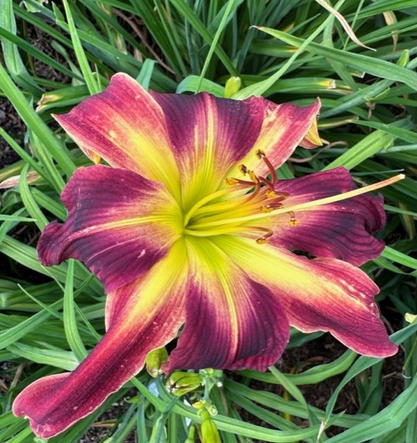 Photo of Daylily (Hemerocallis 'Chief Four Fingers') uploaded by jkporter