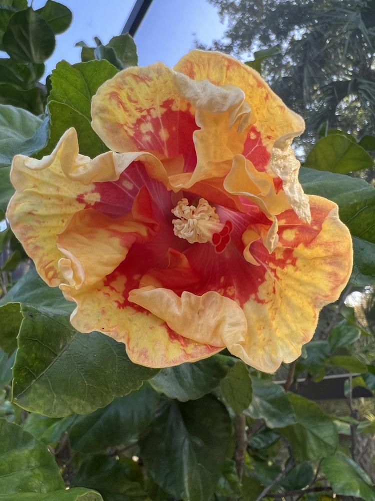 Photo of Hibiscus uploaded by Floridian