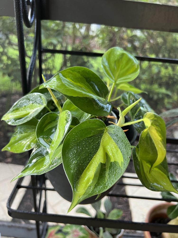 Photo of Philodendron (Philodendron hederaceum var. oxycardium 'Brasil') uploaded by Floridian