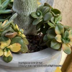 Location: My garden in Tampa, Florida
Date: 2023-08-27
New pups of my Echeveria Chroma showing some variegations, these 