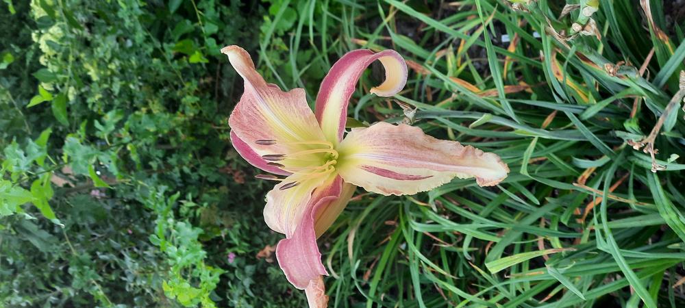 Photo of Daylily (Hemerocallis 'Lily Munster') uploaded by Hazelcrestmikeb