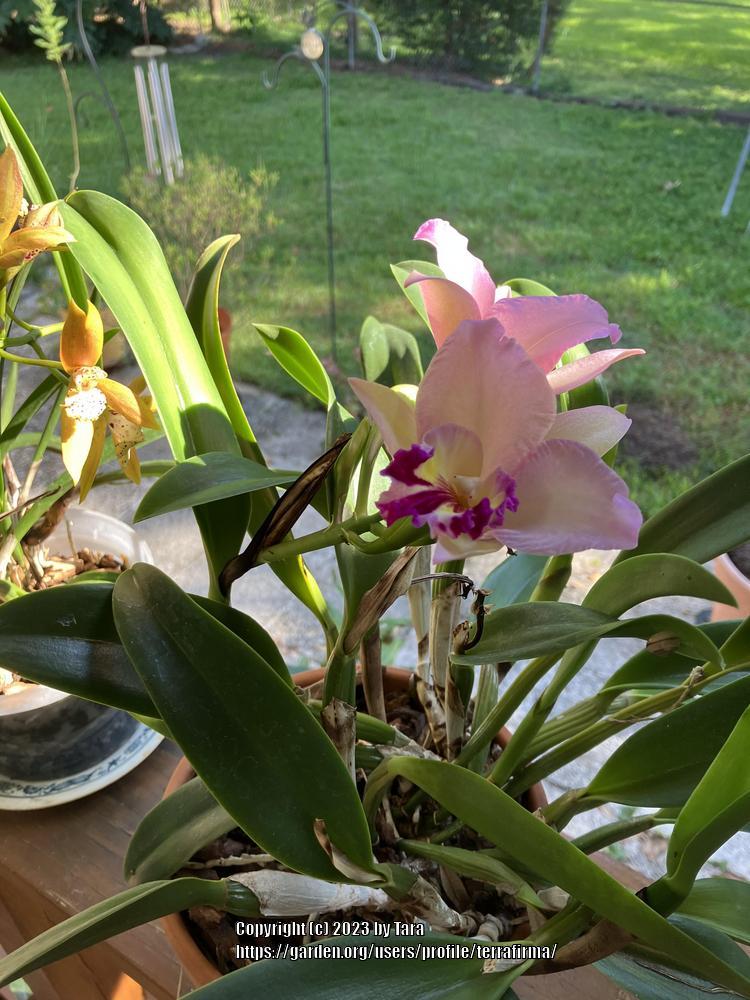 Photo of Orchid (Cattleya) uploaded by terrafirma