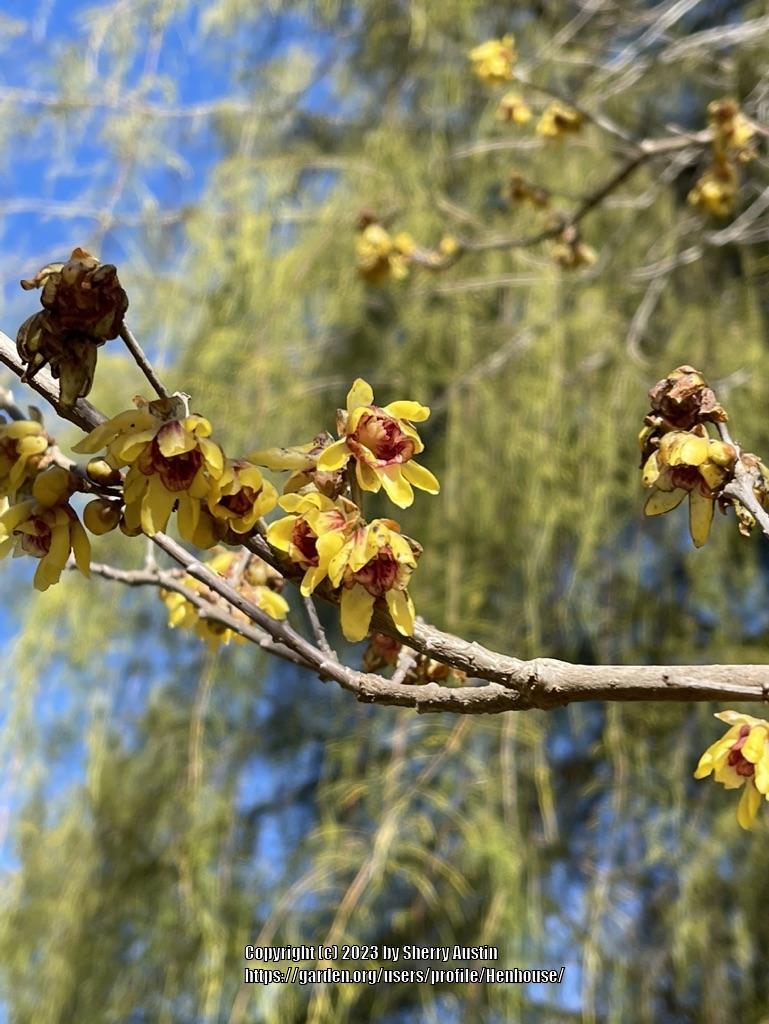 Photo of Fragrant Wintersweet Tree (Chimonanthus praecox) uploaded by Henhouse