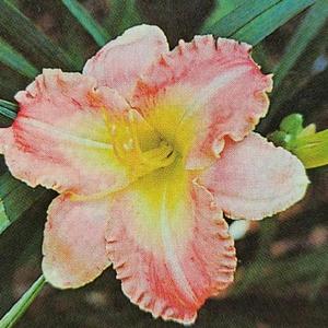 Submitted to The Daylily Journal, Vol. 44, No. 1, Spring 1989
