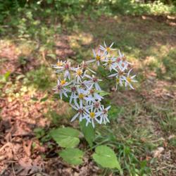 Location: Ashe county, North Carolina
Date: August 25, 2023
White wood Aster (Contributed by Bruce Reed) ; RAB page 1074, 179