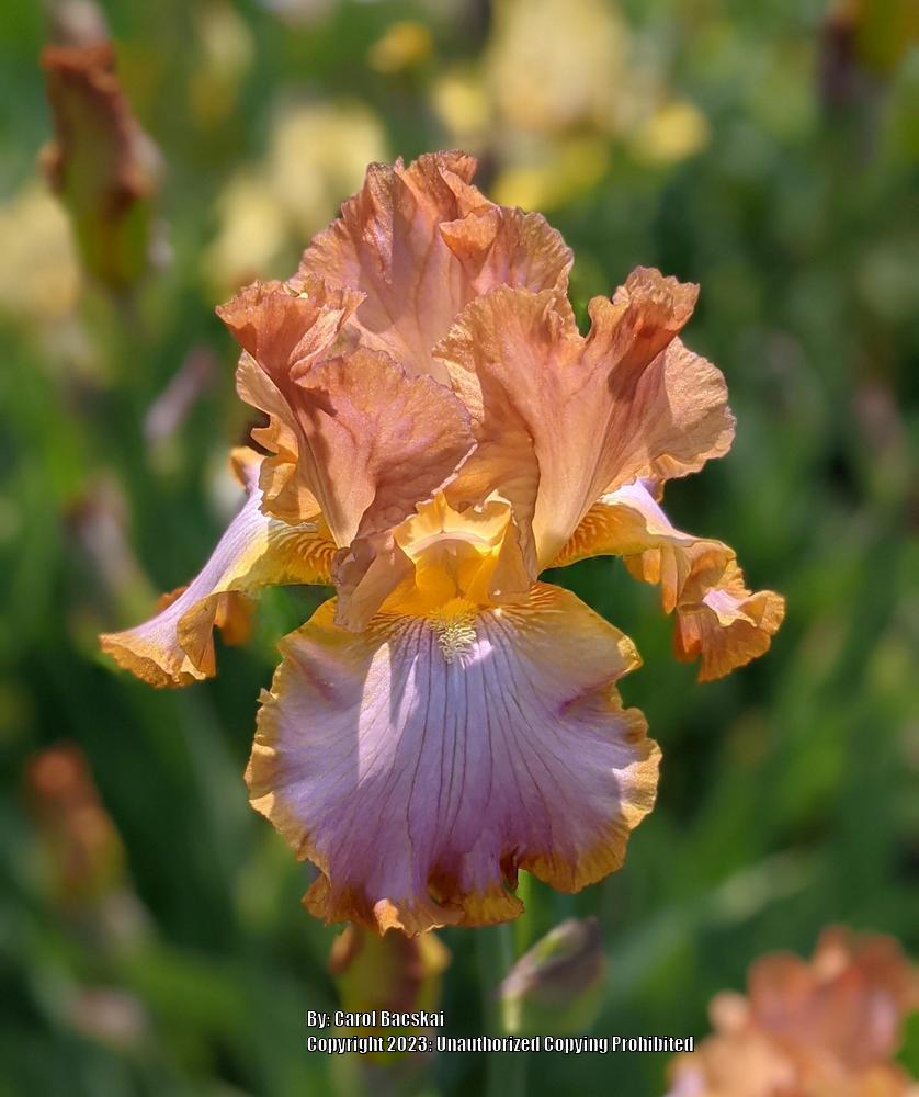 Photo of Tall Bearded Iris (Iris 'Afternoon Delight') uploaded by Artsee1