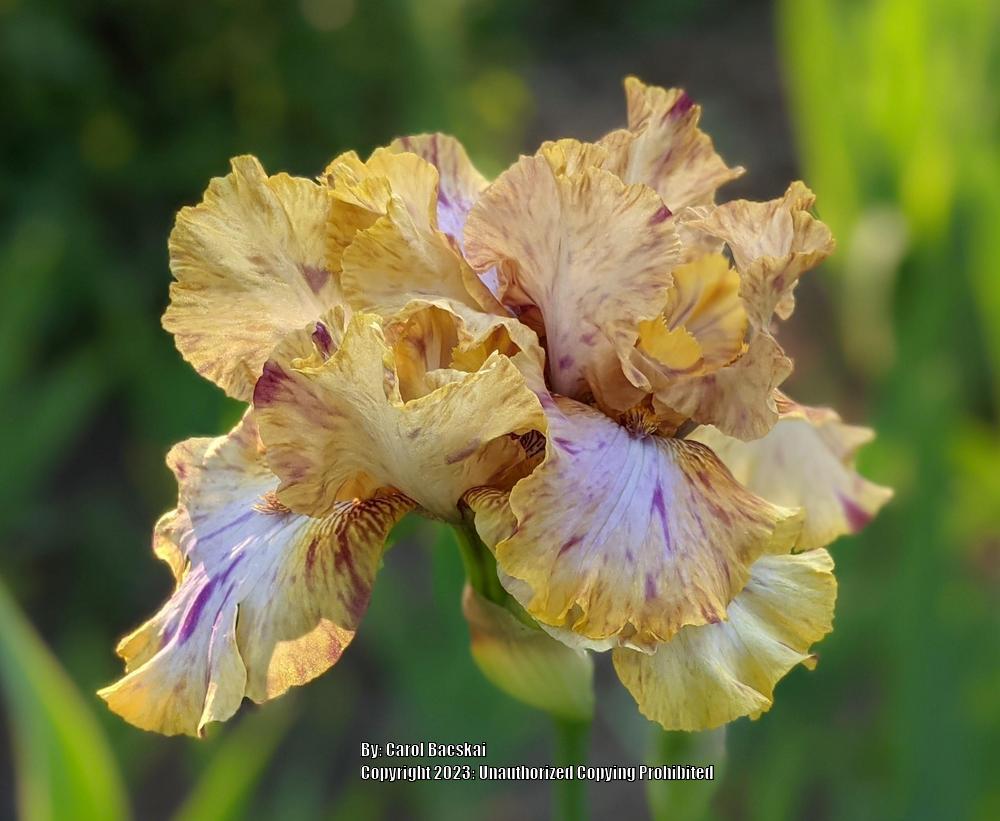 Photo of Tall Bearded Iris (Iris 'Toucan Tango') uploaded by Artsee1