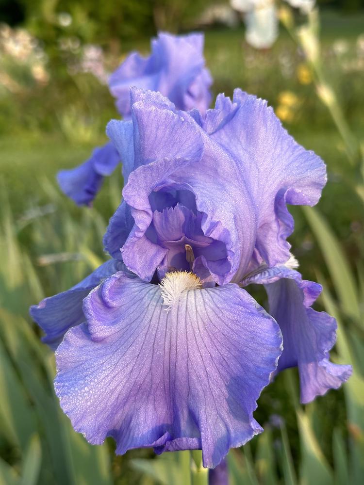 Photo of Tall Bearded Iris (Iris 'Blue Reflection') uploaded by Davepote