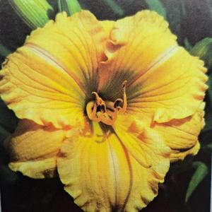 Submitted to The Daylily Journal, Vol. 43, No. 3, Winter 1988/89