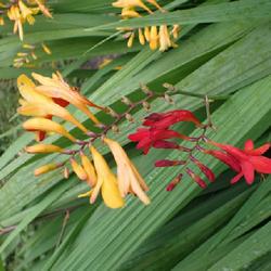Location: My garden in Ontario, Canada
Date: 2023-08-29
Bi-colour flowers!