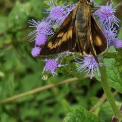 Location: Aberdeen, NC Pages Lake park (NW)
Date: August 29, 2023
Mist flower with Skipper nectaring #46 ; RAB page 1061, 179-34-24