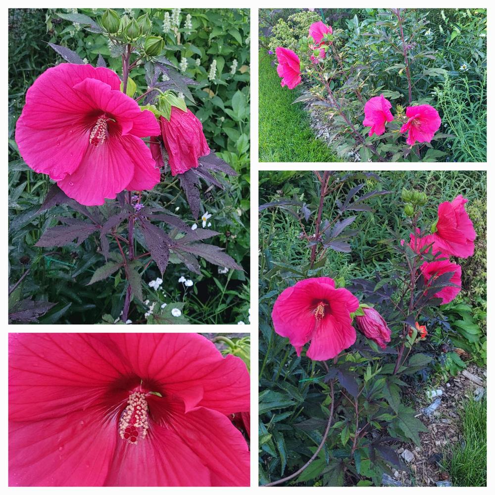 Photo of Hibiscus uploaded by dnrevel
