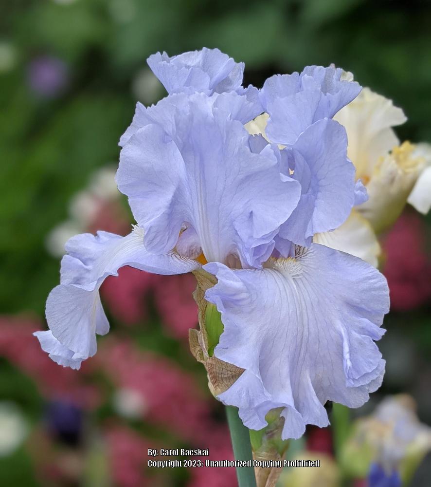 Photo of Tall Bearded Iris (Iris 'Absolute Treasure') uploaded by Artsee1