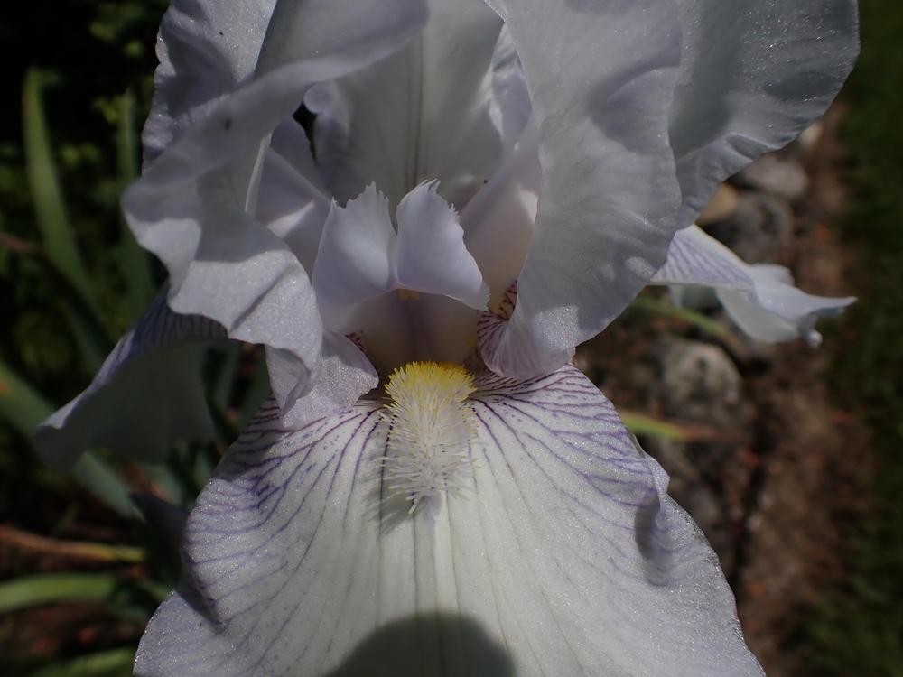 Photo of Tall Bearded Iris (Iris 'Immortality') uploaded by Vals_Garden