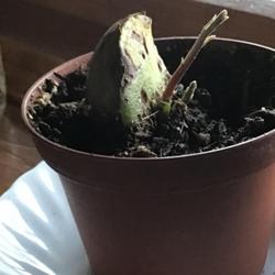 
Date: 8/1/2023
It had started growing in the avocado itself, now it’s growing 