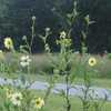 flowers blooming in the meadow at French Creek State Park