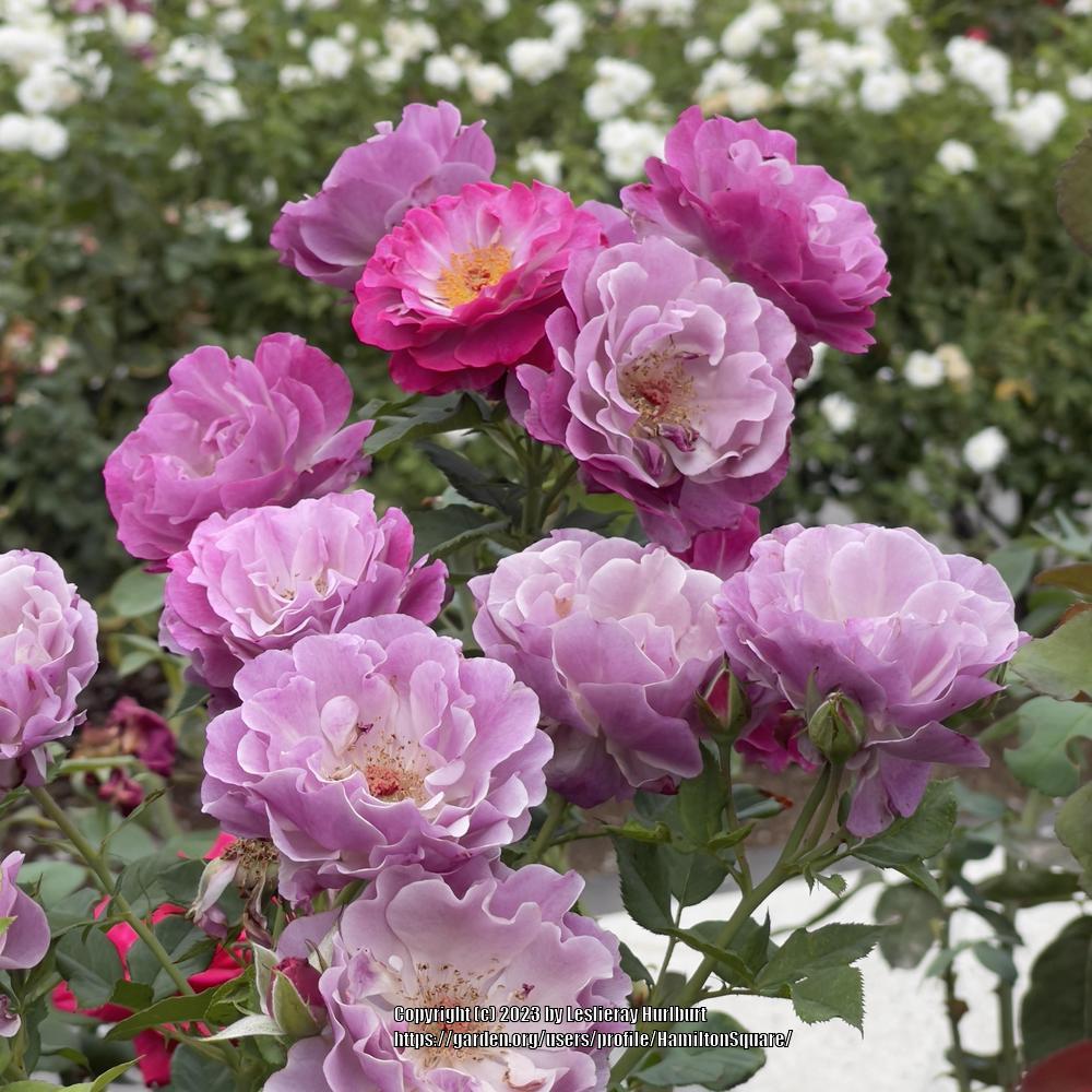 Photo of Rose (Rosa 'Wild Blue Yonder') uploaded by HamiltonSquare