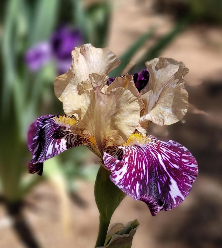 Photo of Tall Bearded Iris (Iris 'Gnus Flash') uploaded by Bitoftrouble