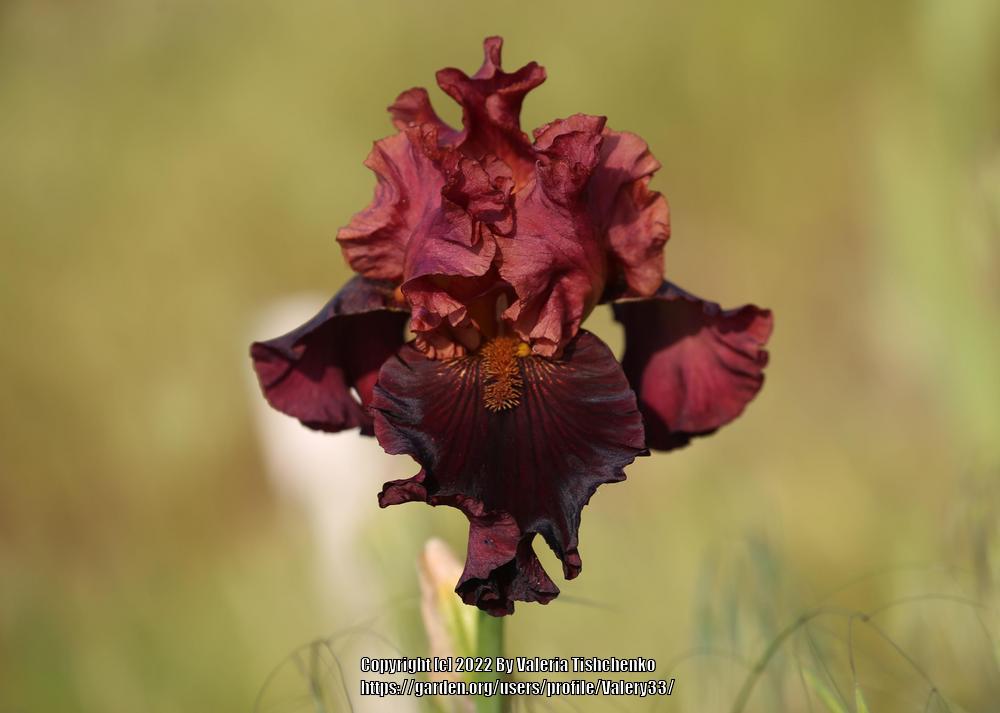 Photo of Tall Bearded Iris (Iris 'Smoky Shadows') uploaded by Valery33