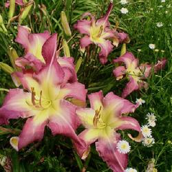 Location: home garden VA
Date: 2023-07-17
White Eyes Pink Dragon