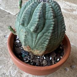 Location: Tampa, FL
Date: 2023-09-04
Labeled as “Basketball Plant” / Euphorbia obesa