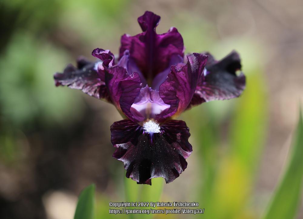 Photo of Miniature Dwarf Bearded Iris (Iris 'Black Olive') uploaded by Valery33