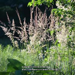 Location: My garden in N E Pa. 
Date: 2022-06-26
Morning sun coming through the seed heads.