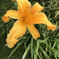 Location: Denmark
Date: 2023-09-06
Jersey Jim daylily - last bloom of the year!