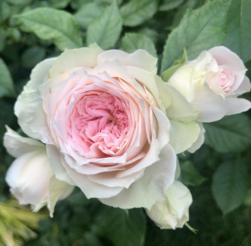 Photo of Shrub Rose (Rosa 'Pompon Flower Circus') uploaded by Elena999