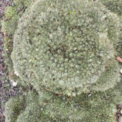 Location: Jardin Exotique & Botanique  Roscoff, Brittany, France
Date: 2023-08-29
A huge irregular mound of tiny congested foliage