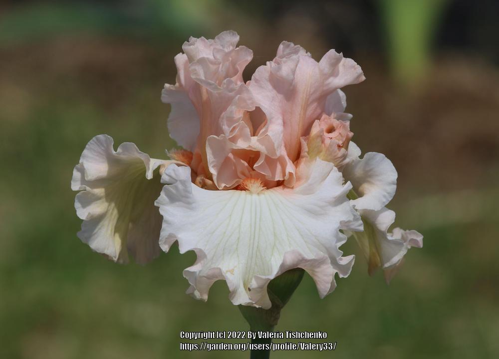 Photo of Tall Bearded Iris (Iris 'Magical') uploaded by Valery33