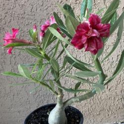 Location: My garden in Tampa, Florida
Date: 2023-09-09
My new addition, grafted desert rose, love the tilt of this branc