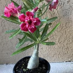 Location: My garden in Tampa, Florida
Date: 2023-09-09
My new addition, grafted desert rose.