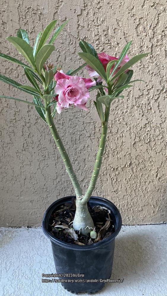 Photo of Desert Rose (Adenium 'Sab Sam Boon') uploaded by GigiPlumeria