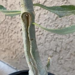 Location: My garden in Tampa, Florida
Date: 2023-09-09
Damaged stem of my new rescue desert rose.