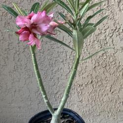 Location: My garden in Tampa, Florida
Date: 2023-09-09
My new addition, grafted desert rose.