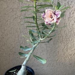 Location: My garden in Tampa, Florida
Date: 2023-09-09
My new rescue, ‘Desert Biscuit’ desert rose.