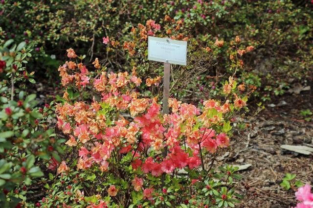 Photo of Azalea (Rhododendron 'Coral Bells') uploaded by RuuddeBlock