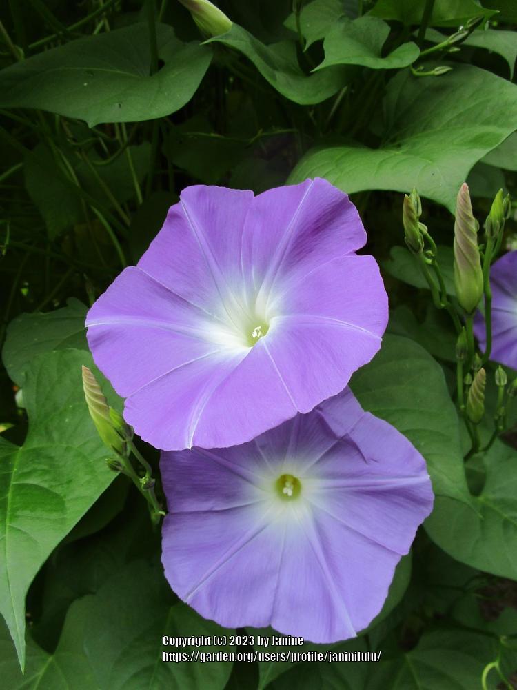 Photo of Morning Glory (Ipomoea tricolor 'Wedding Bells') uploaded by janinilulu