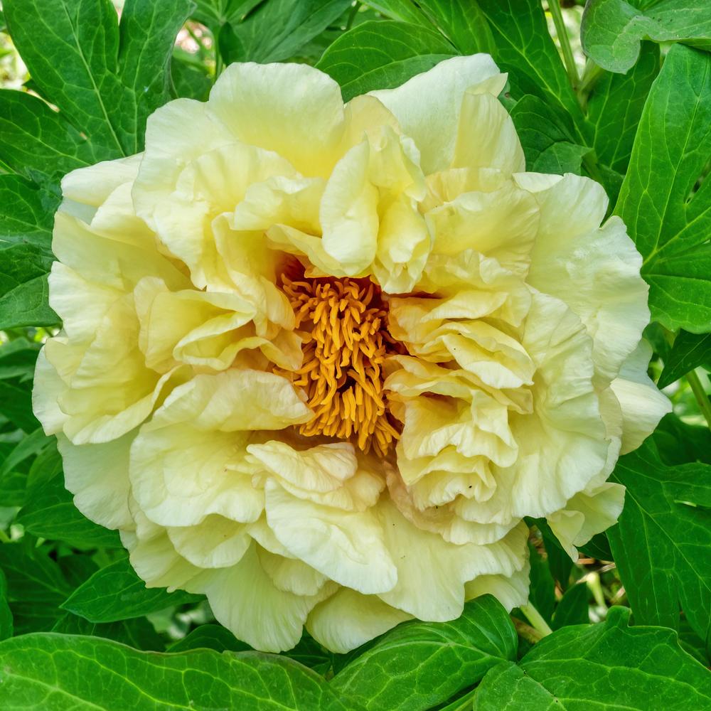 Photo of Lutea Hybrid Tree Peony (Paeonia 'Age of Gold') uploaded by arctangent