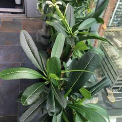 Location: JC NJ, my balcony
Date: 2023-08
very compact plant, lost leaves and regrew 3 times this year!
