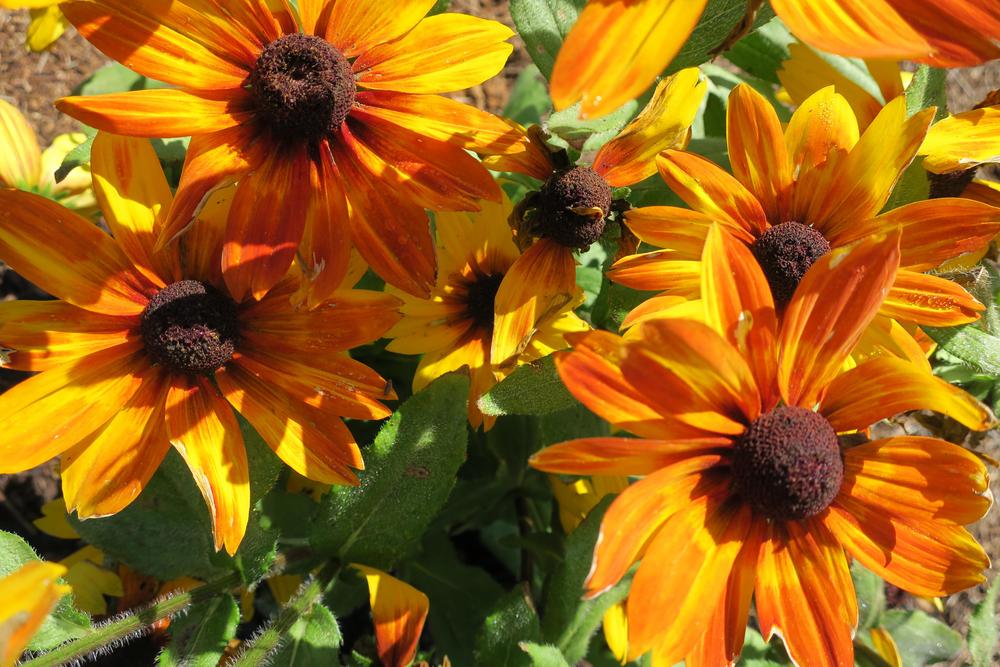 Photo of Black Eyed Susans (Rudbeckia) uploaded by 2Dogsmother