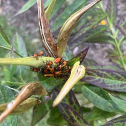 Location: Columbus, Ohio USA, Zone 6b
Date: 2023-08-24
Milkweed beetles. Gross but pretty harmeless